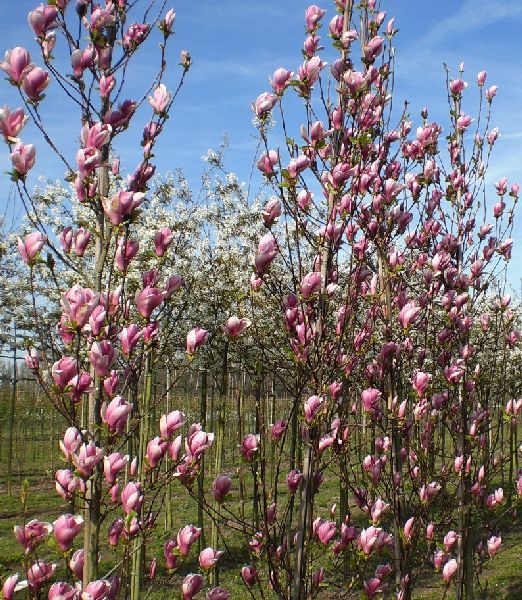 Magnolia 'Red Lucky'